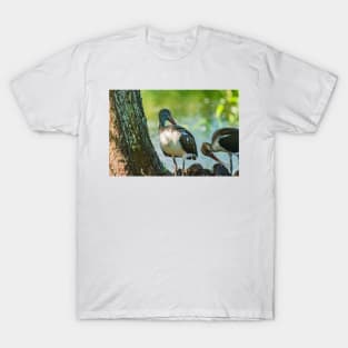 American white ibis of Gatorland T-Shirt